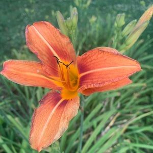 Meet your Posher, Samantha